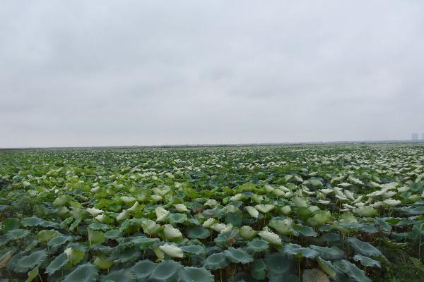 DSC_2521_.jpg